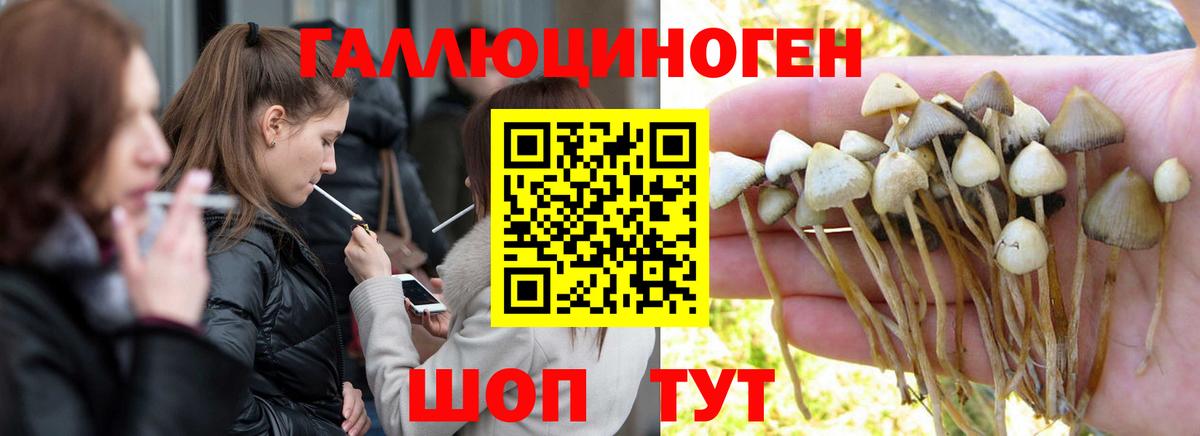 Псилоцибиновые грибы Psilocybe Березники